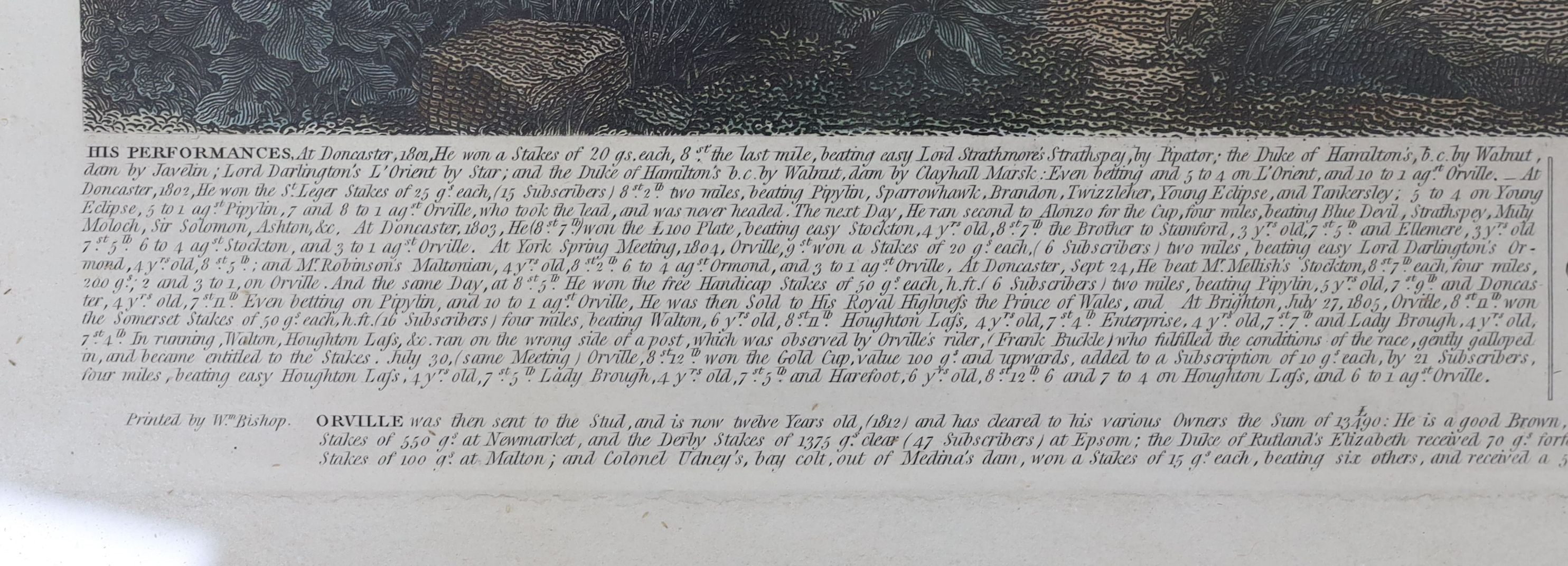 Scott after Tomson, hand coloured engraving, Portrait of the horse Orville, 50 x 64cm